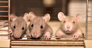 Invasion de rats à Bruxelles : pourquoi la ville passe à l’offensive