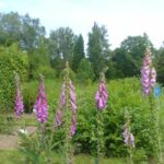 1 jardin botanique