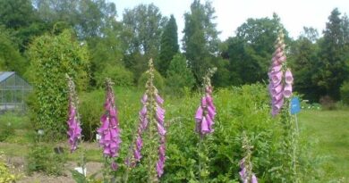 #Contes d’#été au #Jardin botanique Jean Massart à #Auderghem