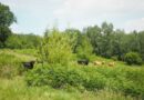 Il reste encore du travail à faire pour les vaches de race Highland entre Angleur et le Sart-Tilmant