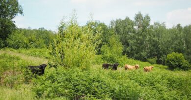 Il reste encore du travail à faire pour les vaches de race Highland entre Angleur et le Sart-Tilmant