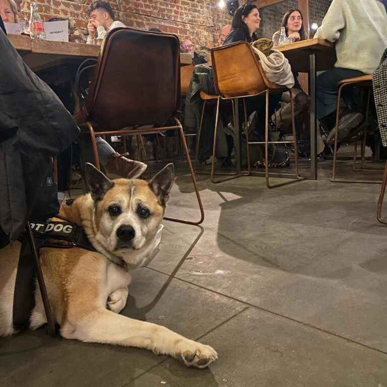 1 restauration Holy smoke et chiens