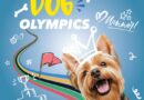Dogolympics est la première olympiade pour chiens à Bruxelles !