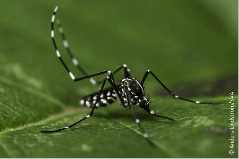 moustique tigre s'installe en belgique