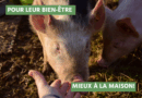 Nature & Progrès demande l’abattage des animaux à domicile