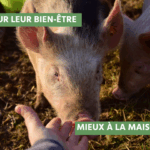 nature et progrès préfère l’abattage des anmaux à domicile