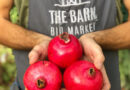 Commerce : The Barn Bio Market tente sa chance à Berchem (Anvers)