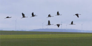 Journées européennes de la migration des oiseaux