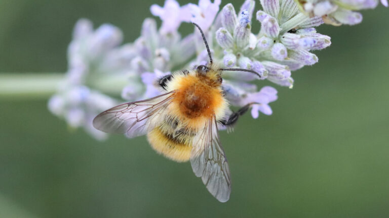 u4-cout-financier-sur-la-nature
