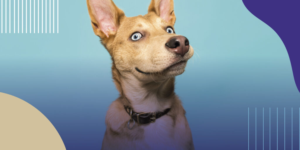 U4 les chiens seront a la fete au Westland shopping a anderlecht