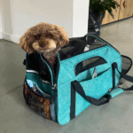 u4-1-animal-brussels-airport