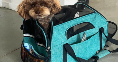 Mobilité : Que faire avec votre animal de compagnie à Brussels Airport ?