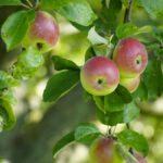 u4-arbres-fruities-liege