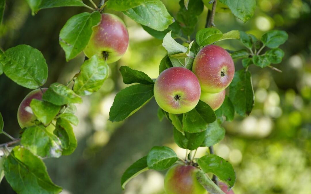 Un arbre fruitier à réserver par les habitants de Liège
