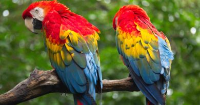 Du 04 novembre jusqu’au 02 décembre : “Equateur. Terre de Diversité”, une ciné-conférence d’ “Exploration du Monde”, Du 04 novembre jusqu’au 02 décembre