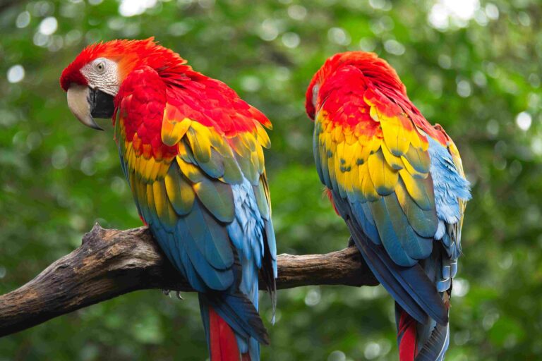 u9-Equateur-1-Amaz-Perroquets