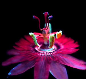 31e "Festival International Nature-Namur" : derniers Films programmés