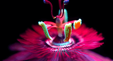 31e “Festival International Nature-Namur” : derniers Films programmés