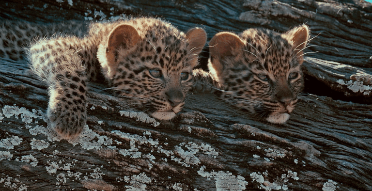 u9-Nature-1-Lionceaux