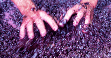 Découvrez le Crozes-Hermitage, un vin issu d’un terroir d’exception au cœur de la vallée du Rhône