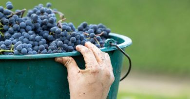 Vins de Bourgogne, une cuvée 2025 particulièrement satisfaisante