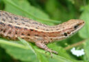 Une étude révèle le déclin du lézard vivipare en Wallonie