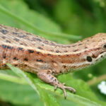 1-lezard-vivipare-en-wallonie