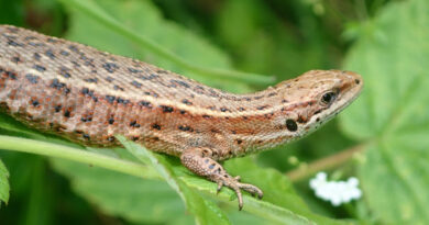Une étude révèle le déclin du lézard vivipare en Wallonie