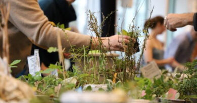 Bourse aux plantes sauvages place de la Monnaie à Bruxelles