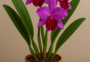 Cultiver la Cattleya à la maison : guide du jardinier pro
