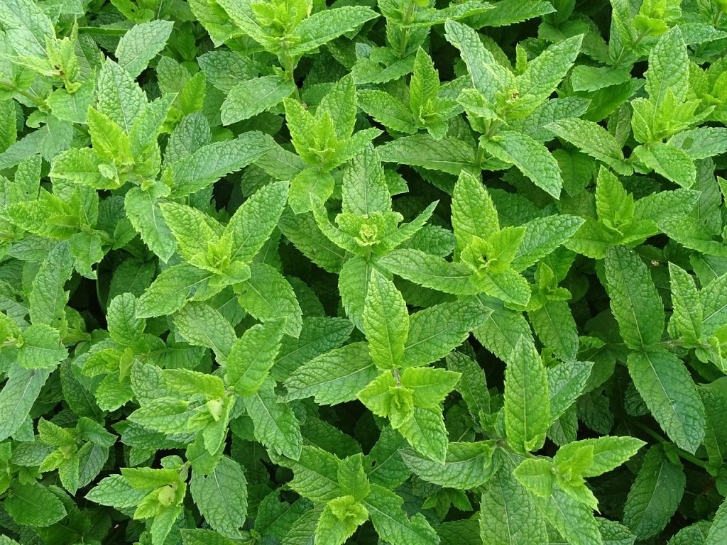 La menthe