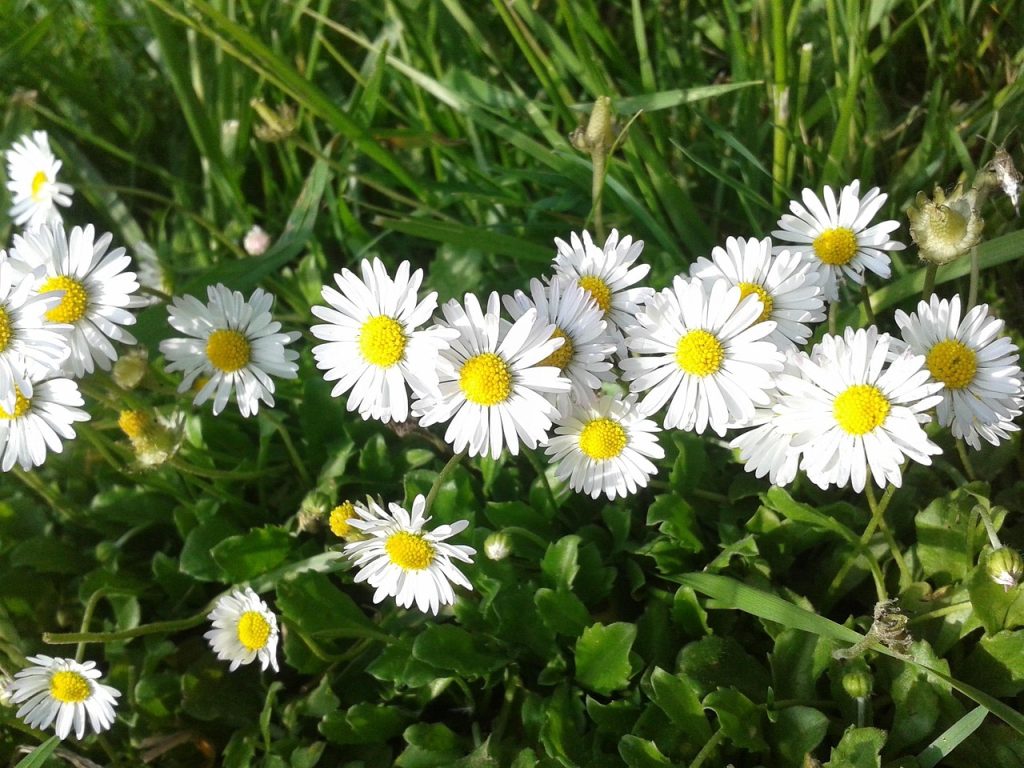 Paquerette