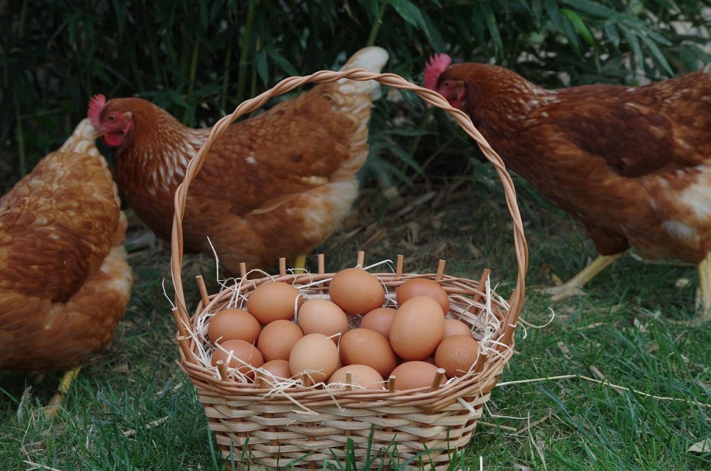 Oeufs fermiers