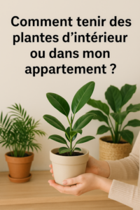 Comment tenir des plantes dans mon appartement