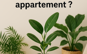Comment tenir des plantes d’intérieur ou dans mon appartement ?