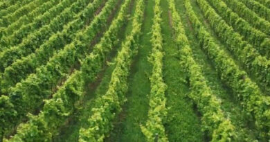 VINS-dans-le-Hainaut