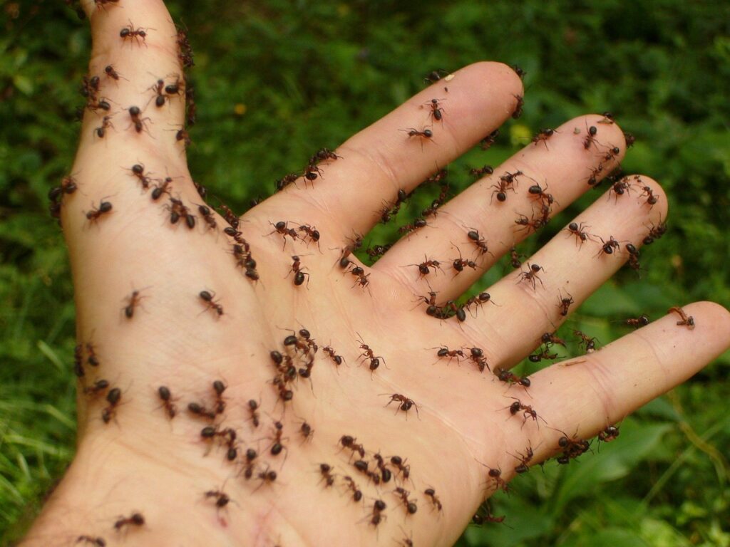 Fourmis