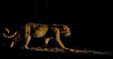 mammiferes-virginie-efira