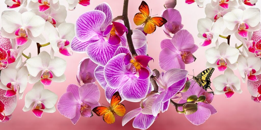 Orchidée