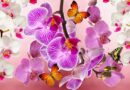 Orchidée :Toutes les fleurs de mon orchidée sont tombées ?