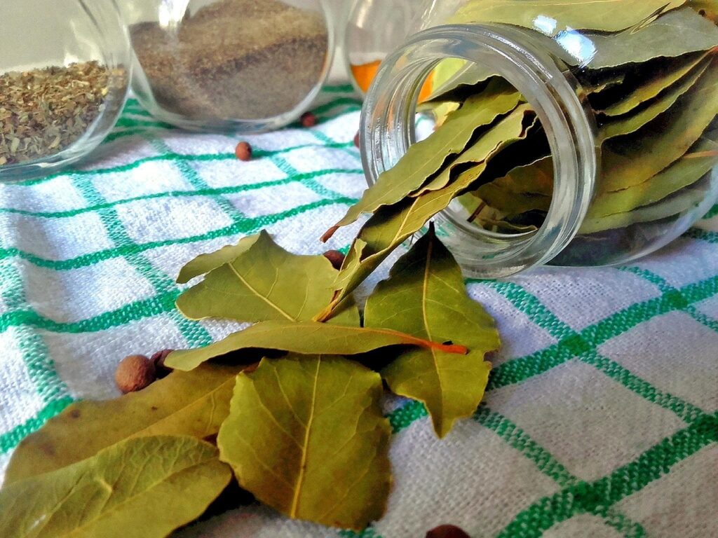Feuilles De Laurier