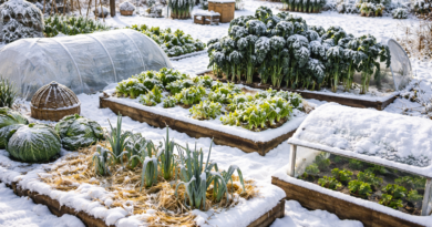 Jardin dhiver sous la neige