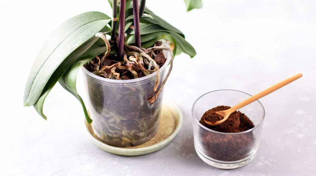 Le marc de cafe est le meilleur engrais naturel pour les orchidees