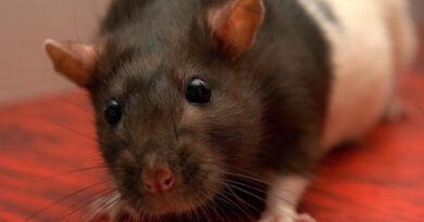 Rats dans les voitures