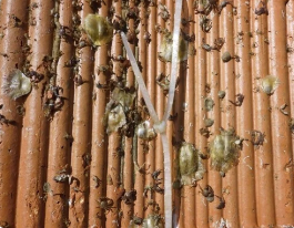 Huitres plates en mer du nord