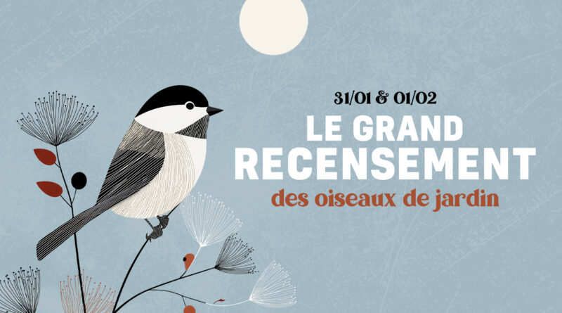 Jette oiseaux de jardins