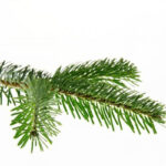 Recolte des sapins de NOEL en region de bruxelles capitale