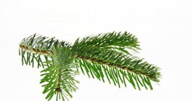 Recolte des sapins de NOEL en region de bruxelles capitale