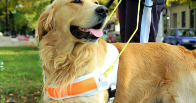 CHIEN GUIDE CHATGJPT