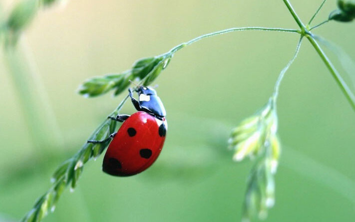 Comment attirer les coccinelles dans votre jardin 3 conseils precieux